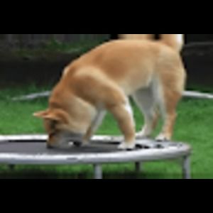 Meet your Posher, Pascual